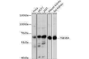 Western blot analysis of extracts of various cell lines, using TSEN54 Rabbit pAb (ABIN7271007) at 1:3000 dilution.