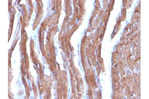 Formalin-fixed, paraffin-embedded Rat Heart stained with Muscle Specific Actin Mouse Monoclonal Antibody (MSA/953). (ACTA1/ACTA2A/ACTG2 anticorps)