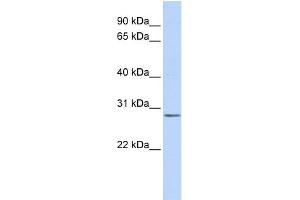 WB Suggested Anti-IMPA2 Antibody Titration: 0. (IMPA2 anticorps  (Middle Region))