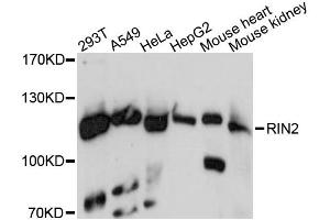Western blot analysis of extracts of various cell lines, using RIN2 antibody. (RIN2 anticorps)