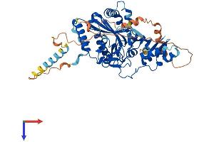 AlphaFold protein structure predicition of Mouse Recombinant Ate1 Protein, UniprotID Q9Z2A5