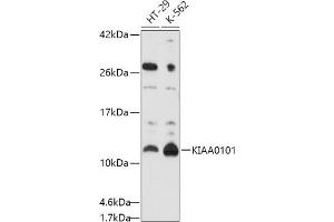 Western blot analysis of extracts of various cell lines, using KI antibody (ABIN6131466, ABIN6142838, ABIN6142839 and ABIN6214584) at 1:1000 dilution. (KIAA0101 anticorps  (AA 1-111))