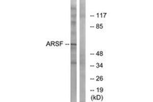 Western Blotting (WB) image for anti-Arylsulfatase F (ARSF) (AA 301-350) antibody (ABIN2890132) (ARSF anticorps  (AA 301-350))