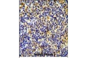 IKZF1 Antibody (C-term) (ABIN654180 and ABIN2844035) immunohistochemistry analysis in formalin fixed and paraffin embedded human tonsil tissue followed by peroxidase conjugation of the secondary antibody and DAB staining.
