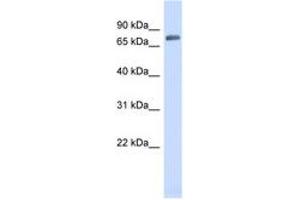Image no. 1 for anti-Tripartite Motif Containing 41 (TRIM41) (AA 35-84) antibody (ABIN6741910) (TRIM41 anticorps  (AA 35-84))