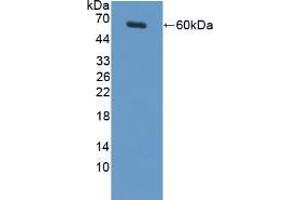 Western blot analysis of recombinant Rat MUC20. (MUC20 anticorps  (AA 113-347))