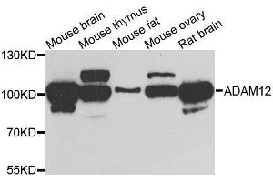 Western blot analysis of extracts of various cells, using ADAM12 antibody.