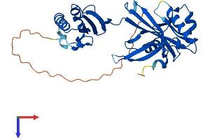 AlphaFold protein structure predicition of Mouse Recombinant Nudt6 Protein, UniprotID Q8CH40