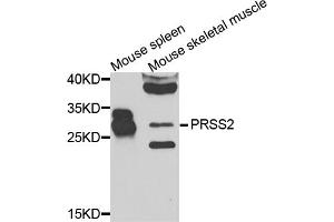 Western blot analysis of extracts of various cell lines, using PRSS2 antibody (ABIN5975226) at 1/1000 dilution. (PRSS2 anticorps)