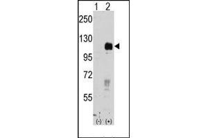 Western blot analysis of EphB4 (arrow) using rabbit polyclonal EphB4 Antibody.