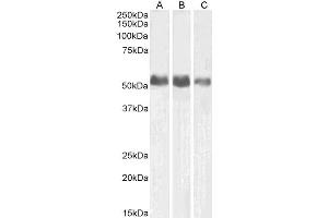 ABIN4902529 (0. (ALPL anticorps)