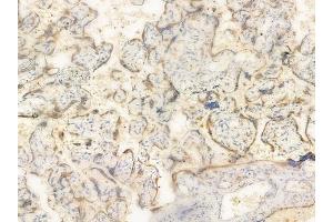 ABIN6261114 and ABIN6266520 at 1/100 staining human normal placenta tissue by IHC-P. (Cullin 1 anticorps  (C-Term))
