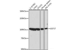 Western blot analysis of extracts of various cell lines using USP37 Polyclonal Antibody at dilution of 1:2000. (USP37 anticorps)