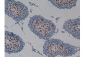 Detection of MUC1 in Rat Testis Tissue using Polyclonal Antibody to Mucin 1 (MUC1) (MUC1 anticorps  (AA 404-655))