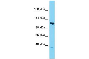 Host:  Rabbit  Target Name:  Taf3  Sample Type:  Mouse Heart lysates  Antibody Dilution:  1. (TAF3 anticorps  (N-Term))