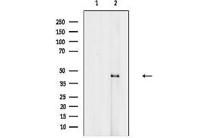 Western blot analysis of lysates from Rat heart, using KLF12 Antibody.