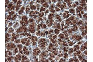 Image no. 3 for anti-Kallikrein 8 (KLK8) antibody (ABIN1498966)