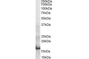 Western Blotting (WB) image for anti-SH2 Domain Containing 1A (SH2D1A) (AA 73-82) antibody (ABIN297645) (SH2D1A anticorps  (AA 73-82))