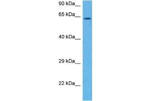 Host:  Mouse  Target Name:  KCNQ1  Sample Tissue:  Mouse Brain  Antibody Dilution:  1ug/ml