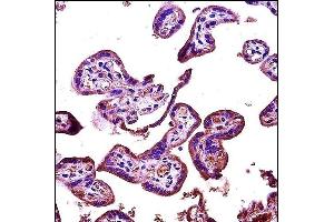 RIPK2 Antibody (N-term) (ABIN1881750 and ABIN2846672) immunohistochemistry analysis in formalin fixed and paraffin embedded human placenta tissue followed by peroxidase conjugation of the secondary antibody and DAB staining.