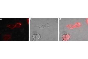 Expression of EphB1 in rat PC12 cells - Cell surface detection of EphB1 in live intact rat PC12 pheochromocytoma cells.