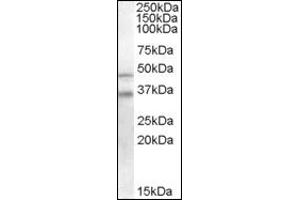 Image no. 2 for anti-GULP, Engulfment Adaptor PTB Domain Containing 1 (GULP1) (C-Term) antibody (ABIN372526) (GULP1 anticorps  (C-Term))