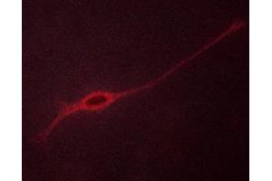 ABIN6267670 staining NIH/3T3 cells by ICC/IF.