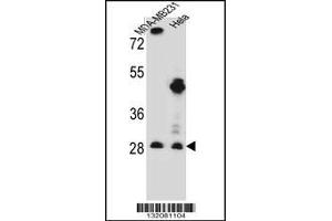 Western blot analysis in MDA-MB231,Hela cell line lysates (35ug/lane). (EIF4H anticorps  (AA 127-156))