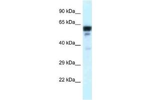 Western Blot showing TUBA1C antibody used at a concentration of 1 ug/ml against Placenta Lysate (TUBA1C anticorps  (C-Term))