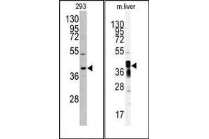 Western blot analysis of anti-AKR7A2 antibody (N-term) (ABIN391275 and ABIN2841325) in 293 cell line lysates (35 μg/lane). (AKR7A2 anticorps  (N-Term))