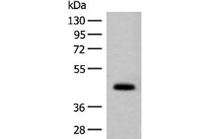 Western blot analysis of Mouse small intestines tissue lysate using GPA33 Polyclonal Antibody at dilution of 1:200 (GPA33 anticorps)