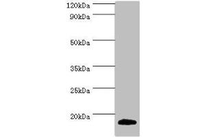 Western blot All lanes: MLANA antibody at 2 μg/mL + Mouse eye tissue Secondary Goat polyclonal to rabbit IgG at 1/10000 dilution Predicted band size: 13 kDa Observed band size: 13 kDa