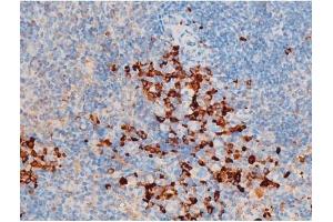 ABIN6267523 at 1/200 staining Mouse spleen tissue sections by IHC-P.