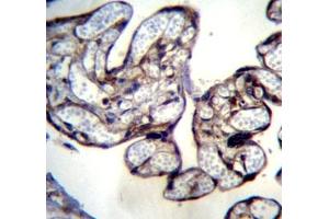 BNIP2 antibody immunohistochemistry analysis in formalin fixed and paraffin embedded human placenta tissue.