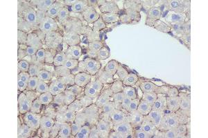 Immunohistochemistry analysis of paraffin-embedded rat liver using N-cadherin Polyclonal Antibody at dilution of 1:500. (N-Cadherin anticorps)