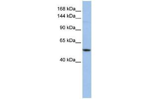 WB Suggested Anti-UBE4A  Antibody Titration: 0. (UBE4A anticorps  (Middle Region))