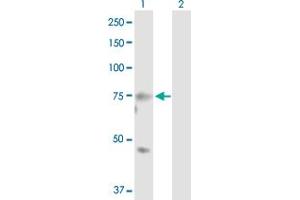 Western Blot analysis of MASP2 expression in transfected 293T cell line by MASP2 MaxPab polyclonal antibody. (MASP2 anticorps  (AA 1-686))