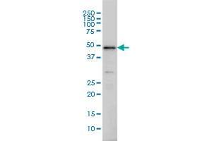 IRF2 monoclonal antibody (M02), clone 3B5 Western Blot analysis of IRF2 expression in Hela S3 NE .