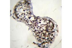 Immunohistochemistry analysis in human testis tissue (Formalin-fixed, Paraffin-embedded) using Squalene epoxidase / SQLE Antibody (N-term), followed by peroxidase conjugation of the secondary antibody and DAB staining.