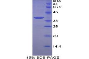 SDS-PAGE analysis of Chicken Annexin V Protein. (Annexin V Protéine)