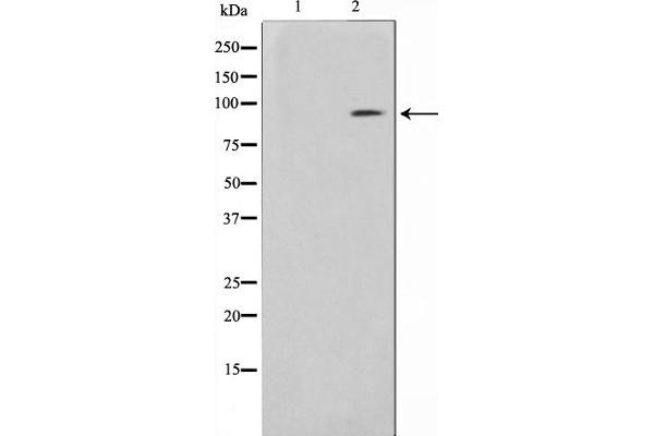 BCAR3 antibody  (C-Term)