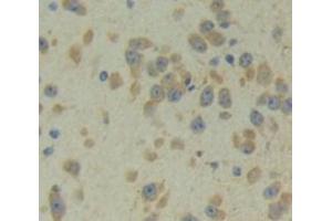IHC-P analysis of Mouse Tissue, with DAB staining. (PCDHb2 anticorps  (AA 79-253))