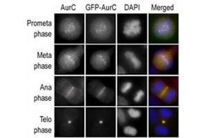 Immunofluorescence staining of HeLa cells expressing GFP-Aurora-C performed at different cellular mitotic stages with the A) Aurora-C antibody, B) GFP fluorescence, C) DAPI nuclear staining, and D) anti-Aurora C merged to DAPI staining.