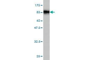 Western Blot detection against Immunogen (79.