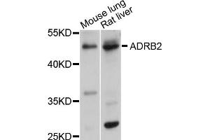 Western blot analysis of extracts of various cell lines, using ADRB2 antibody (ABIN1870845) at 1:1000 dilution. (beta 2 Adrenergic Receptor anticorps)
