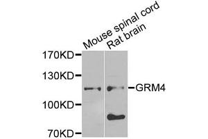 Western blot analysis of extracts of various cell lines, using GRM4 antibody (ABIN5974386) at 1/1000 dilution. (Metabotropic Glutamate Receptor 4 anticorps)