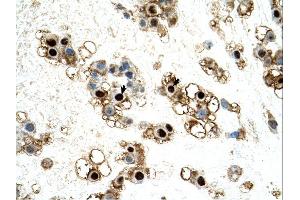 Immunohistochemistry (IHC) image for anti-UNC Homeobox (UNCX) (C-Term) antibody (ABIN2783013)