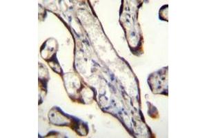 Immunohistochemistry analysis in formalin fixed and paraffin embedded human placenta tissue reacted with GDF15 Antibody (N-term) followed by peroxidase conjugation of the secondary antibody and DAB staining.