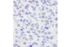 Immunohistochemistry (IHC) image for anti-Protein BANP (BANP) (C-Term) antibody (ABIN7448798)