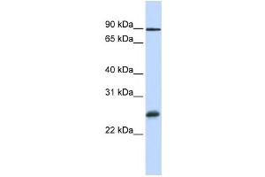 Western Blotting (WB) image for anti-RNA Binding Protein with Multiple Splicing (RBPMS) antibody (ABIN2458482) (RBPMS anticorps)